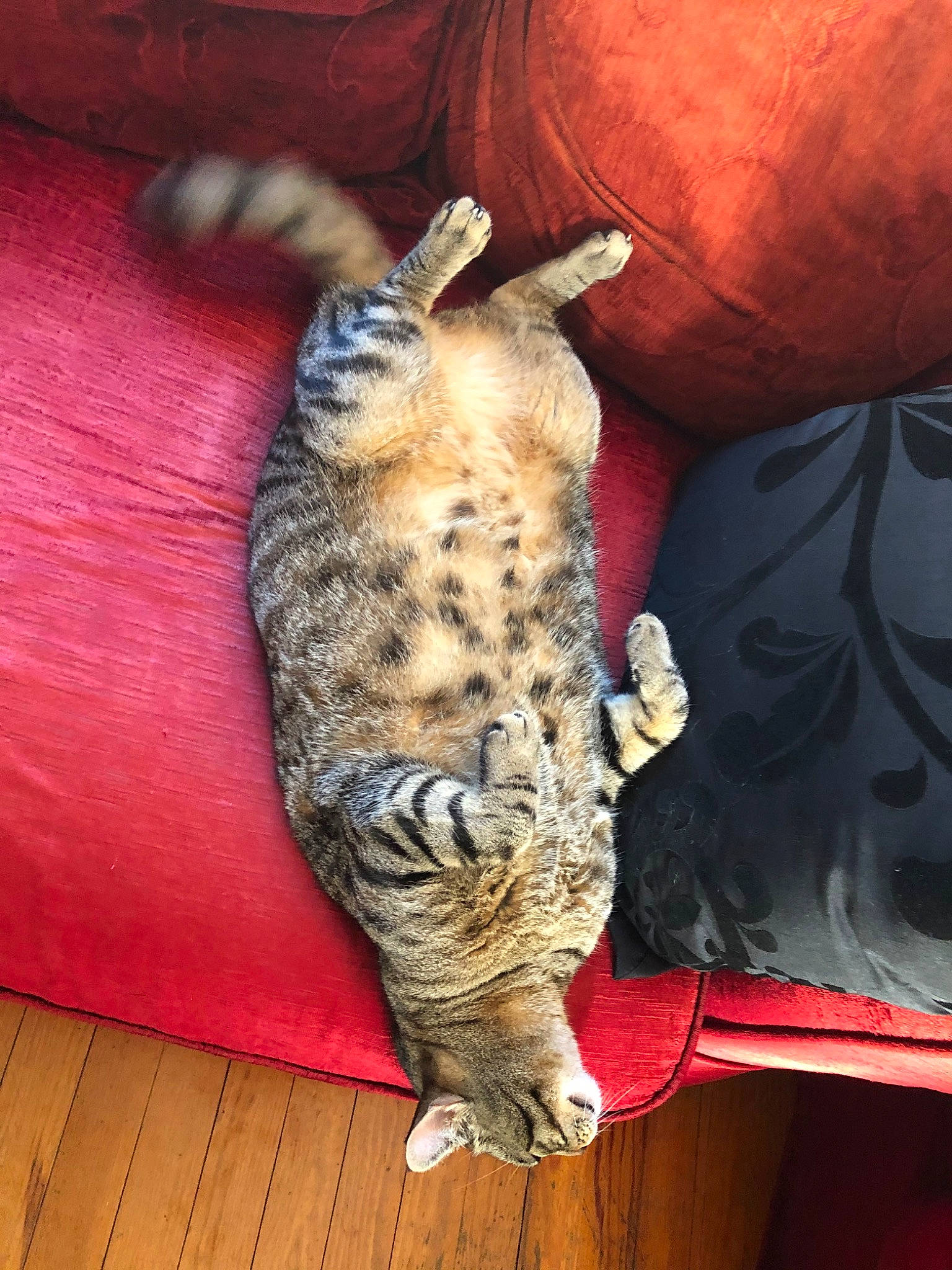 Sila participe au concours pour gagner de l'argent avec cette photo : carnivore, cat, claw, comfort, domestic_short_haired_cat, felidae, flooring, fur, hardwood, paw, small_to_medium_sized_cats, snout, tail, terrestrial_animal, whiskers, wildlife, wood