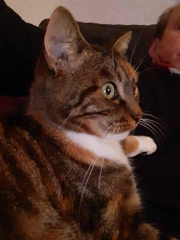 Chips participe au concours pour gagner de l'argent avec cette photo : carnivore, cat, claw, comfort, domestic_short_haired_cat, ear, fawn, felidae, fur, gesture, small_to_medium_sized_cats, snout, tail, terrestrial_animal, whiskers, window