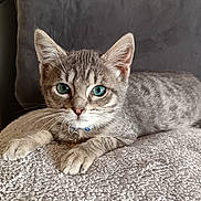 Bidon a rejoint le concours — aidez-le/la à gagner de superbes lots ! cat, kitten, gray_tabby, blue_eyes, pet, animal, feline, whiskers, collar, relaxed, indoor, close_up, cute, lying_down, fur, paw, texture, bed, soft, portrait