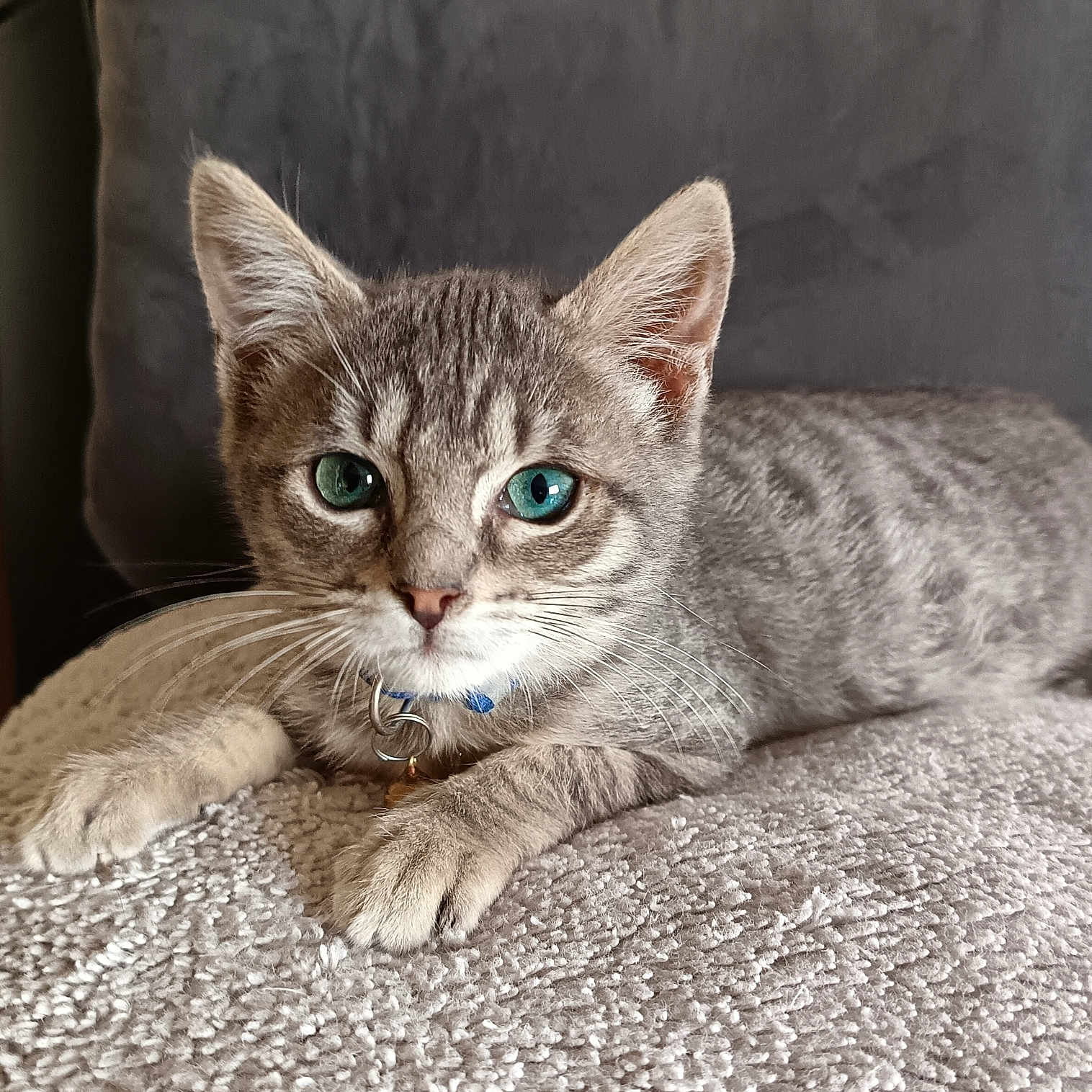 Bidon a rejoint le concours — aidez-le/la à gagner de superbes lots ! animal, bed, blue_eyes, cat, close_up, collar, cute, feline, fur, gray_tabby, indoor, kitten, lying_down, paw, pet, portrait, relaxed, soft, texture, whiskers