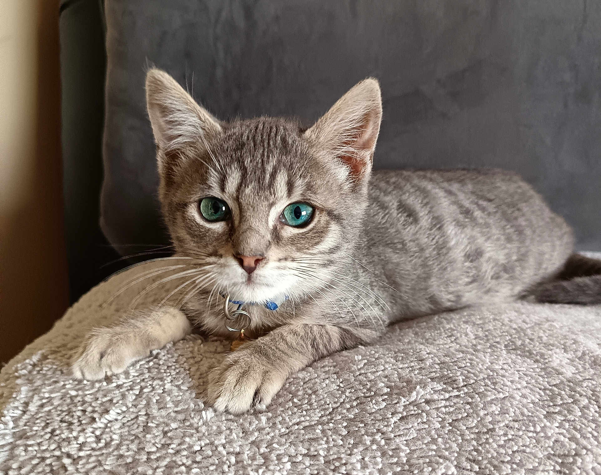Bidon a rejoint le concours — aidez-le/la à gagner de superbes lots ! cat, kitten, gray_tabby, blue_eyes, pet, animal, feline, whiskers, collar, relaxed, indoor, close_up, cute, lying_down, fur, paw, texture, bed, soft, portrait
