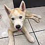 Hercules is registered to the contest to win money with this photo: adorable, animal, blue_eyes, canine, cute, dog, ears, floor, fur, husky, indoor, looking_up, lying_down, nose, paw, pet, puppy, tile, tongue, young