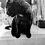 Joe a rejoint le concours — aidez-le/la à gagner de superbes lots ! black_cat, cat, feline, pet, domestic_animal, water_droplet, faucet, kitchen_counter, curious, animal, monochrome, black_and_white, sitting, side_view, close_up, indoor, fur, whiskers, portrait, still_life