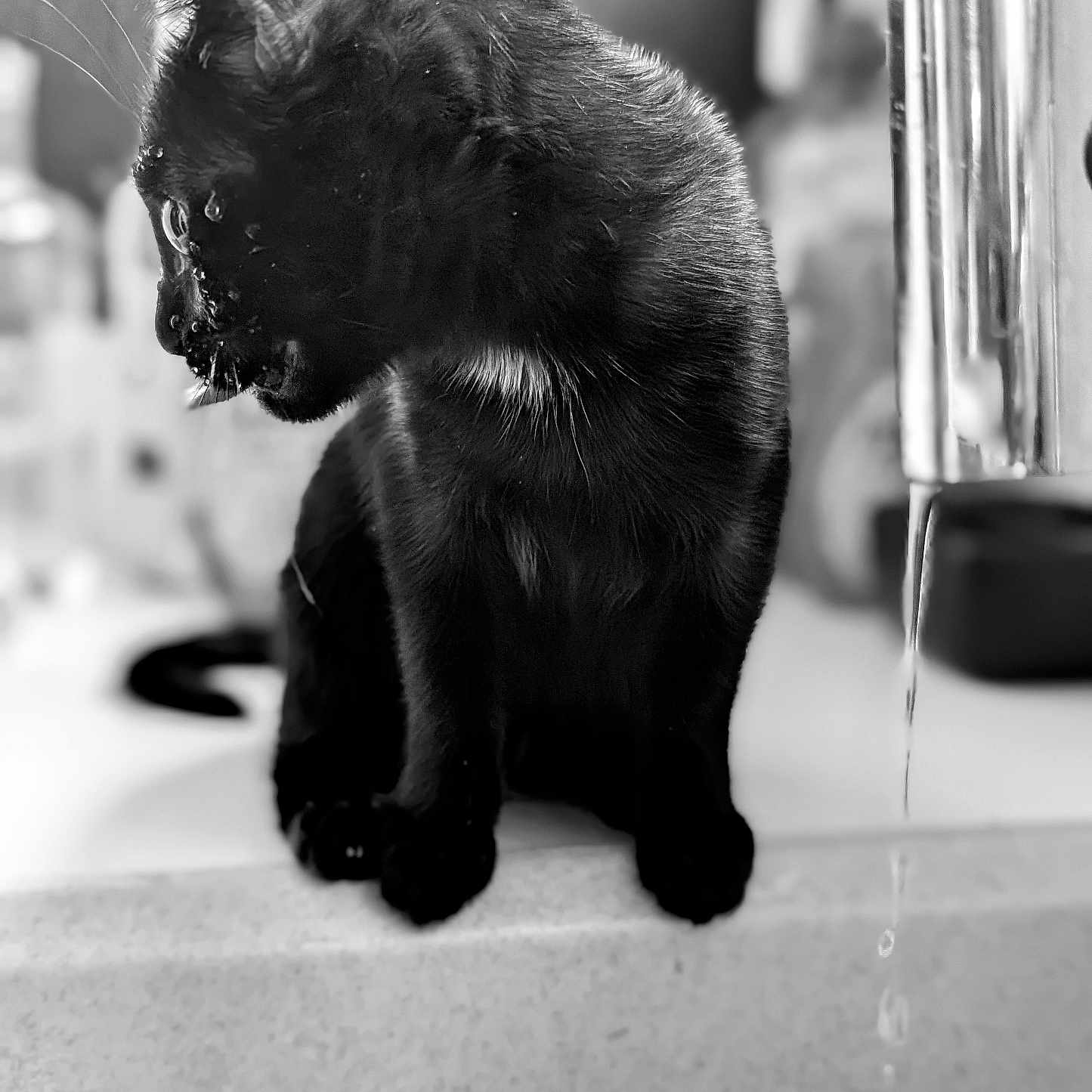 Joe a rejoint le concours — aidez-le/la à gagner de superbes lots ! animal, black_and_white, black_cat, cat, close_up, curious, domestic_animal, faucet, feline, fur, indoor, kitchen_counter, monochrome, pet, portrait, side_view, sitting, still_life, water_droplet, whiskers
