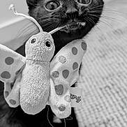Joe a rejoint le concours — aidez-le/la à gagner de superbes lots ! black_cat, kitten, toy, butterfly, plush_toy, polka_dots, close_up, pet, animal, indoor, whiskers, cute, playful, fangs, face, eyes, fur, mouth, carpet, background