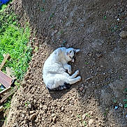 Rio a rejoint le concours — aidez-le/la à gagner de superbes lots ! cat, feline, white_cat, black_markings, lying_down, outdoor, soil, dirt, garden, backyard, sunlight, grass, rocks, gravel, construction, excavation, wood, blue_container, relaxed, animal