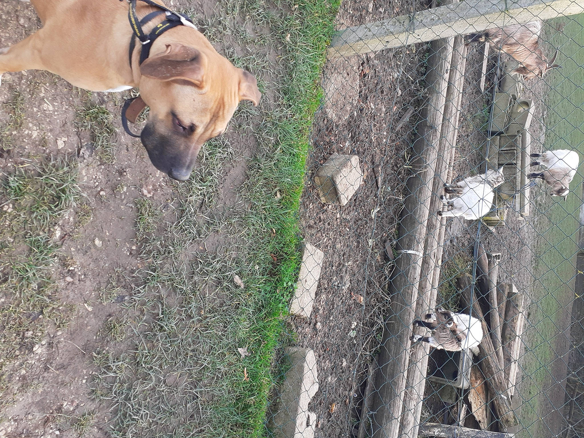 Draco a rejoint le concours — aidez-le/la à gagner de superbes lots ! canidae, carnivore, companion_dog, dog, dog_breed, fawn, grass, mesh, plant, snout, soil, sporting_group, street_dog, tail, tree, trunk, twig, wildlife, wood, working_animal