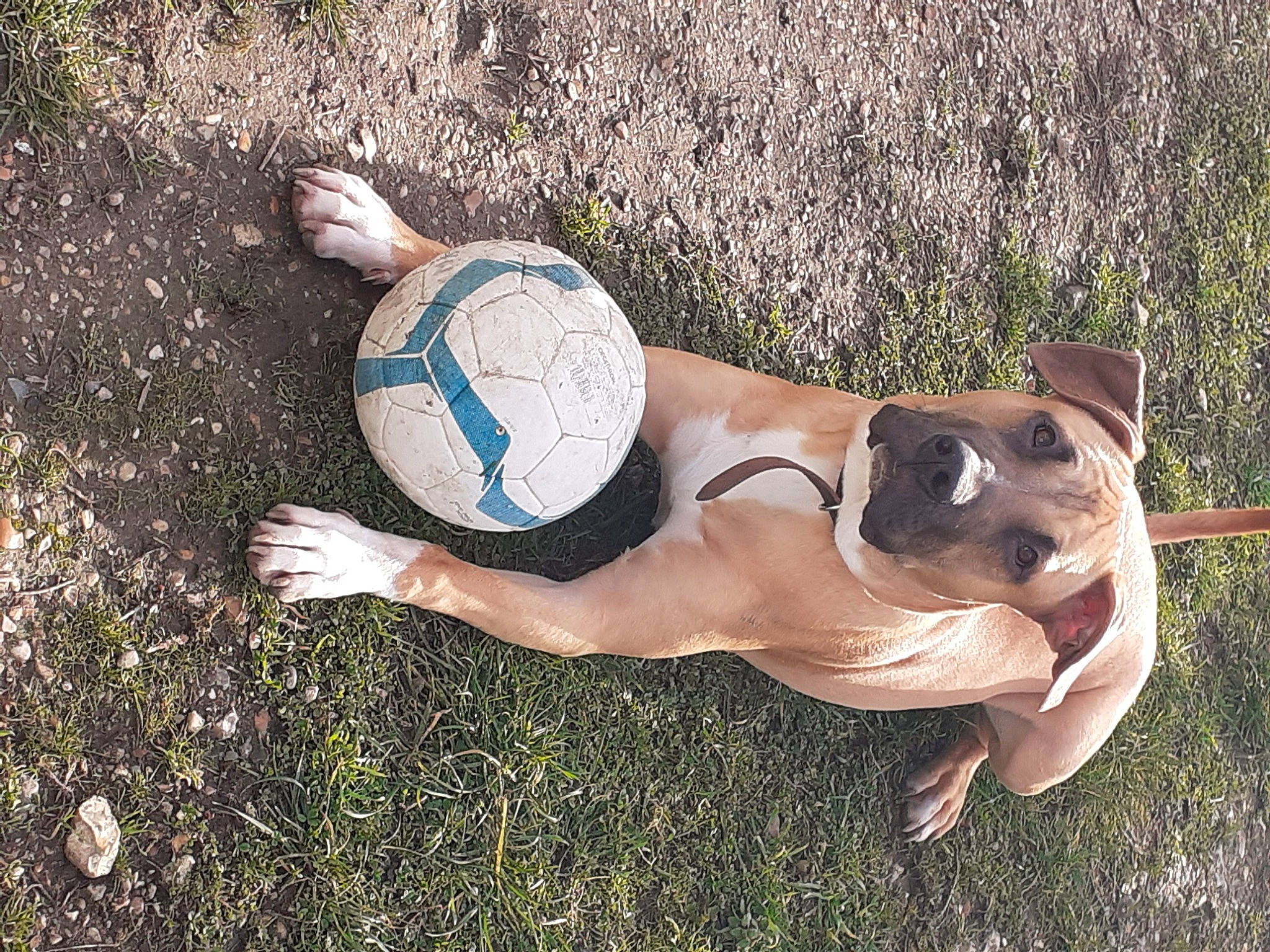 Draco a rejoint le concours — aidez-le/la à gagner de superbes lots ! ball, carnivore, chest, companion_dog, dog, dog_breed, fawn, football, grass, happy, human_leg, knee, people_in_nature, soccer, soccer_ball, soil, sports_equipment, sports_toy, sunglasses, thigh
