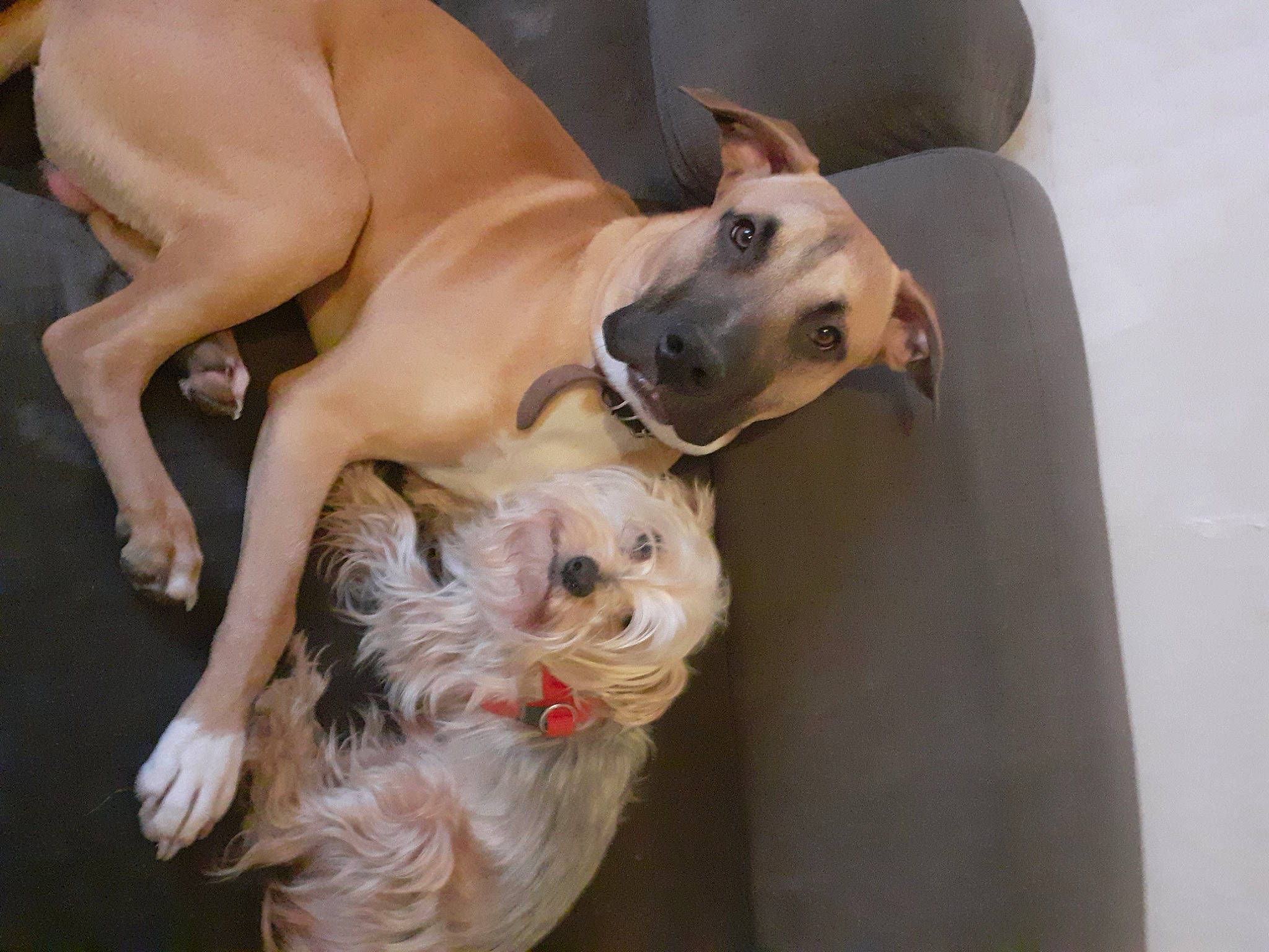 Draco a rejoint le concours — aidez-le/la à gagner de superbes lots ! ball, canidae, carnivore, comfort, companion_dog, dog, dog_breed, dog_collar, dog_supply, fawn, non_sporting_group, paw, pet_supply, small_terrier, snout, sporting_group, terrestrial_animal, toy, toy_dog, working_animal