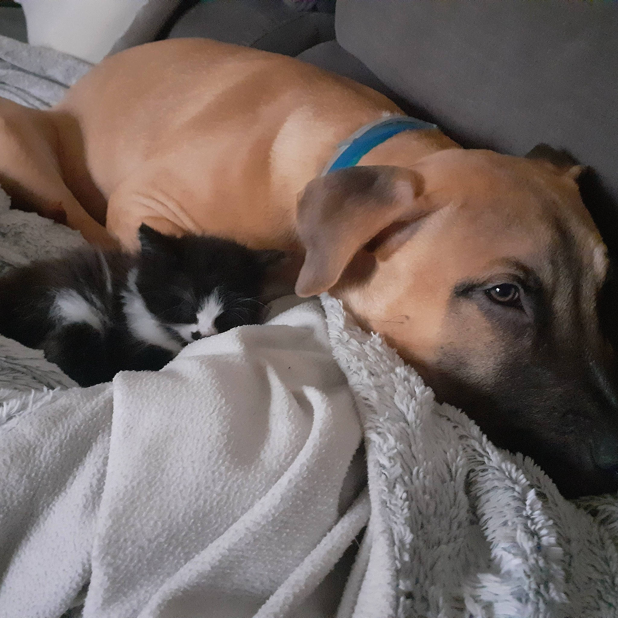 Draco participe au concours pour gagner de l'argent avec cette photo : canidae, carnivore, cat, comfort, companion_dog, dog, dog_breed, domestic_short_haired_cat, ear, fawn, felidae, fur, linens, nap, small_to_medium_sized_cats, snout, sporting_group, tail, whiskers, working_animal