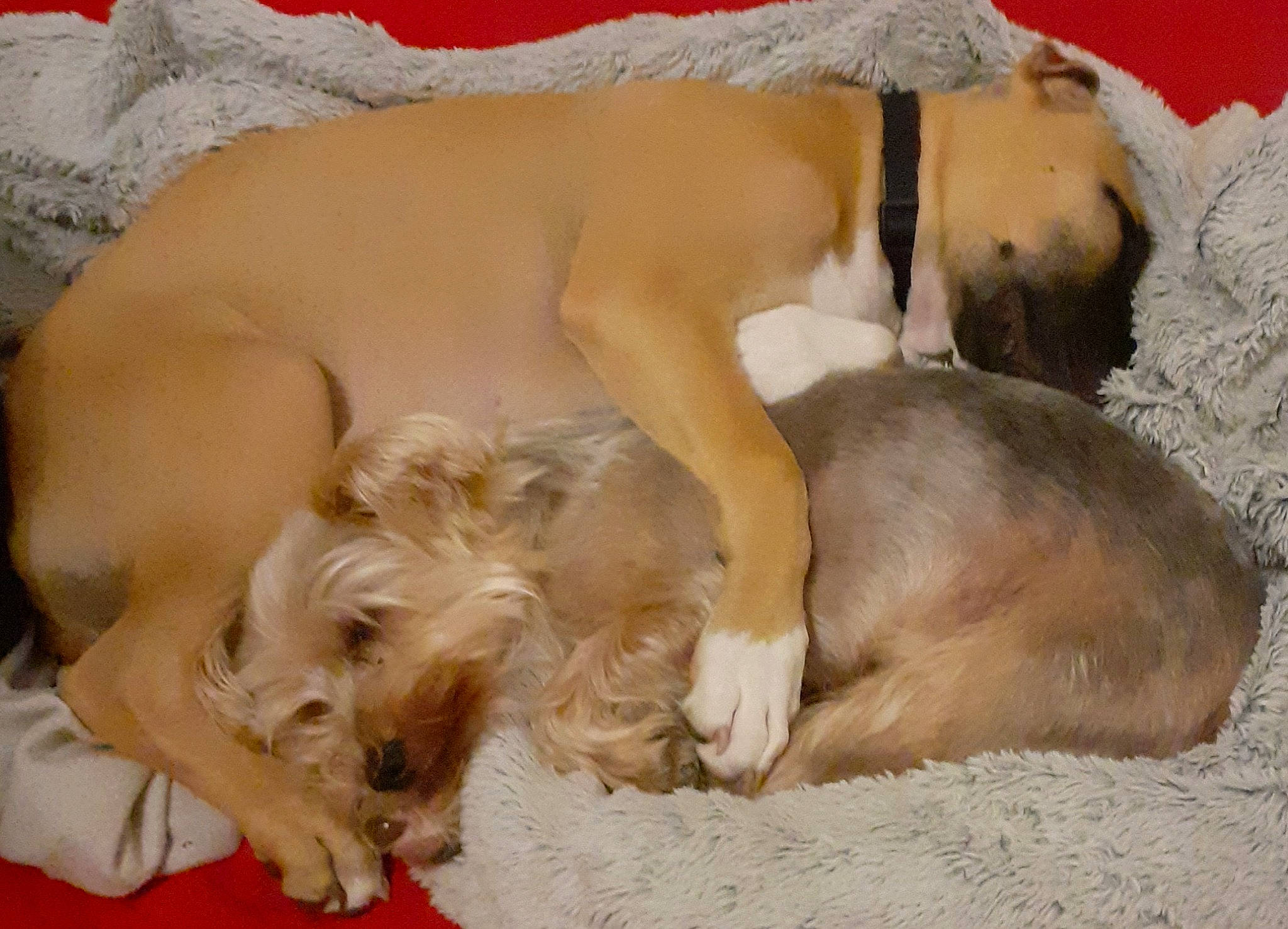 Lucky a rejoint le concours — aidez-le/la à gagner de superbes lots ! canidae, carnivore, comfort, companion_dog, dog, dog_breed, fawn, fur, liver, nap, non_sporting_group, paw, pet_supply, snout, sporting_group, terrestrial_animal, working_animal