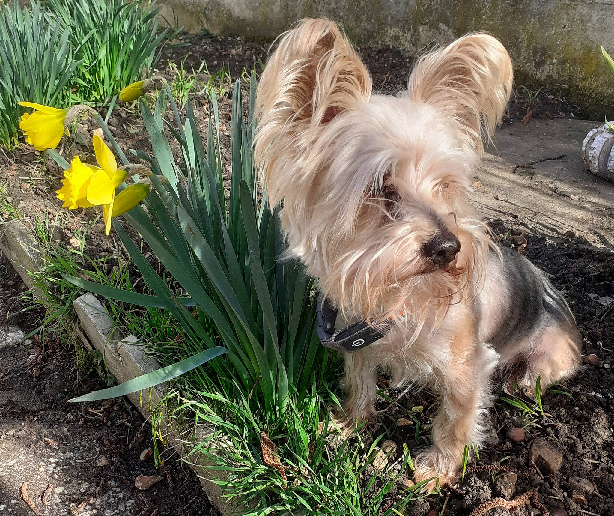 Lucky a rejoint le concours — aidez-le/la à gagner de superbes lots ! biewer_terrier, canidae, carnivore, companion_dog, dog, dog_breed, dog_supply, flower, grass, liver, petal, plant, small_terrier, soil, sporting_group, terrestrial_plant, terrier, toy_dog, water_dog, working_animal