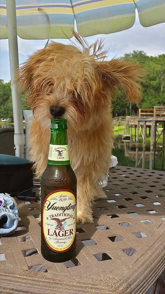 Ted joined the competition — help win amazing prizes! alcohol, alcoholic_beverage, beer, beer_bottle, bottle, bottle_cap, canidae, carnivore, companion_dog, dog, dog_breed, drink, drinkware, glass_bottle, home_accessories, liver, logo, small_terrier, sporting_group, terrier