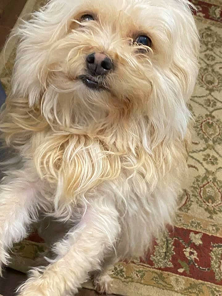 Ted joined the competition — help win amazing prizes! briquet_griffon_vendeen, canidae, carnivore, cavachon, cavapoo, companion_dog, dog, dog_breed, fur, natural_material, non_sporting_group, rug, small_terrier, snout, sporting_group, terrier, tibetan_terrier, toy_dog, vertebrate, working_animal