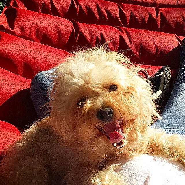 Ted joined the competition — help win amazing prizes! canidae, carnivore, companion_dog, couch, dog, dog_breed, fur, home_accessories, labradoodle, non_sporting_group, pet_supply, poodle_crossbreed, small_terrier, snout, sporting_group, textile, tongue, toy_dog, vertebrate, working_animal