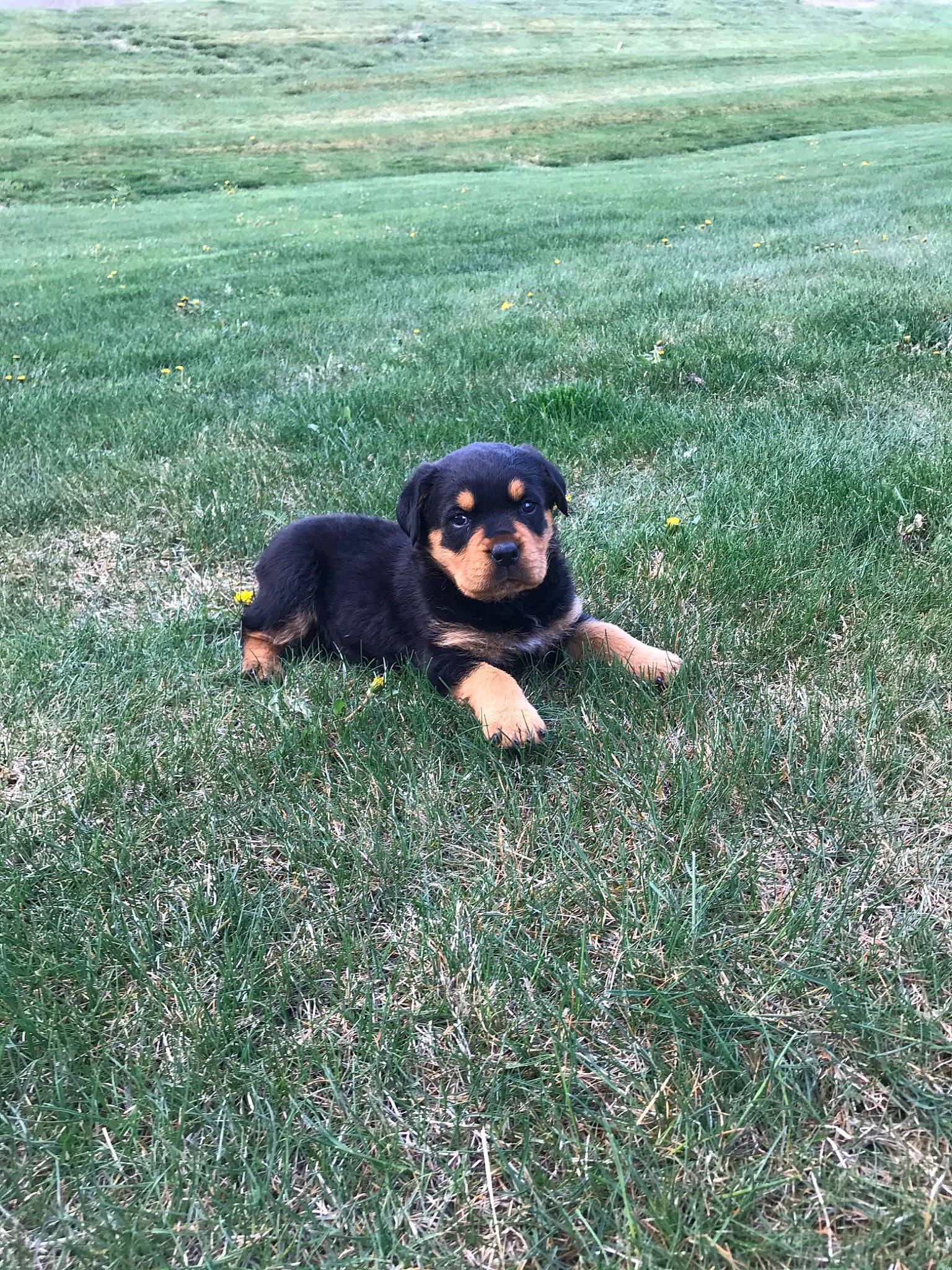 Rocky joined the competition — help win amazing prizes! canidae, carlin_pinscher, carnivore, companion_dog, dog, dog_breed, grass, huntaway, mammal, rottweiler, vertebrate, working_dog