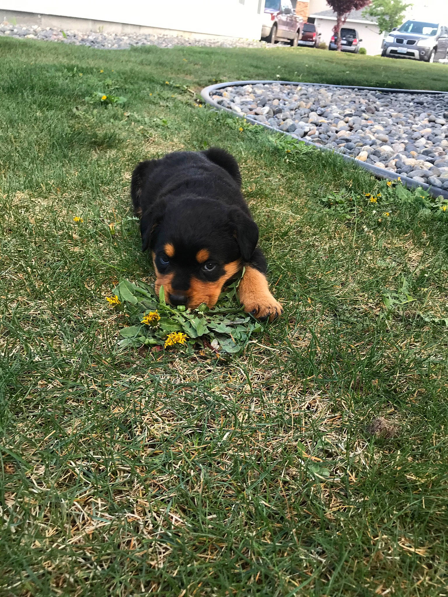 Rocky is registered to the contest to win money with this photo: canidae, carnivore, dog, dog_breed, grass, guard_dog, lawn, plant, rottweiler, sporting_group