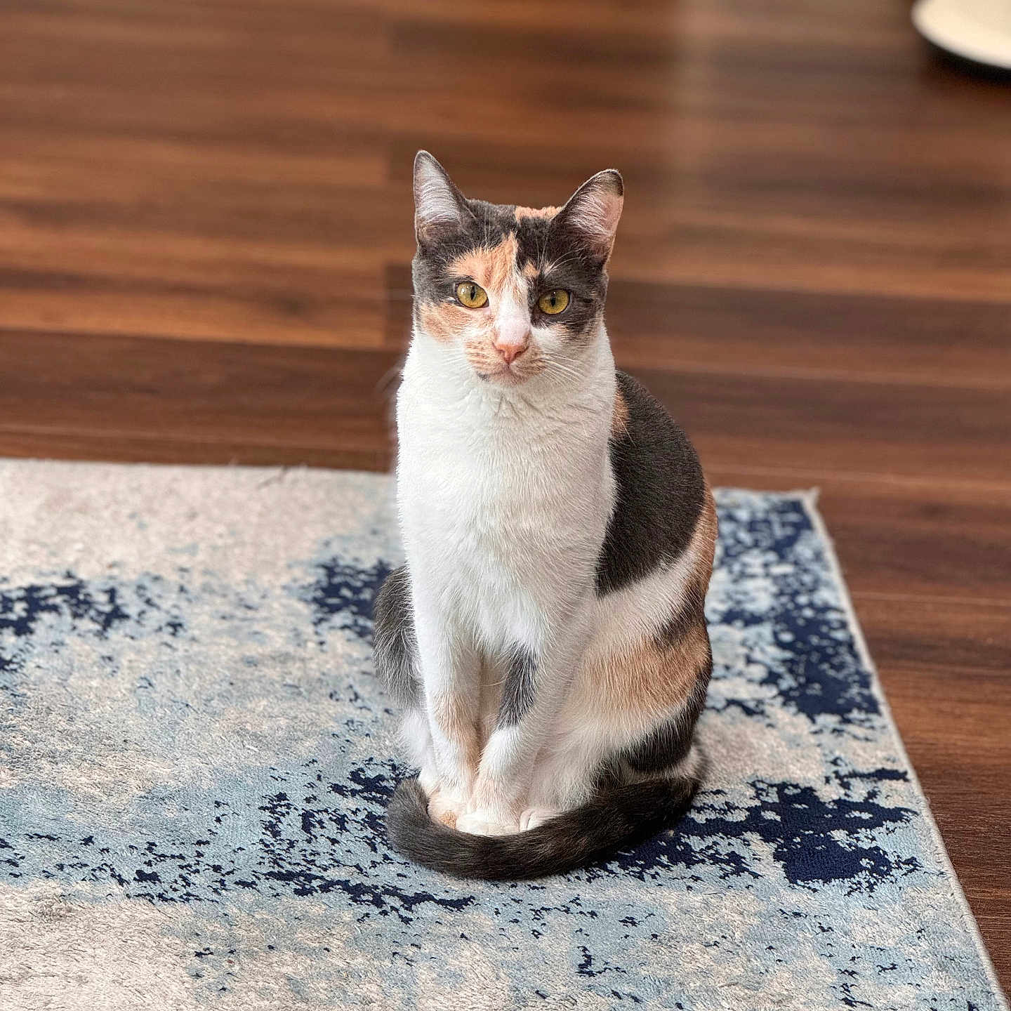 Polly joined the competition — help win amazing prizes! animal, calico_cat, calm, cat, curious, domestic_cat, ears, feline, fur, household, indoor, looking, pet, portrait, rug, sitting, tail, whiskers, wooden_floor, yellow_eyes