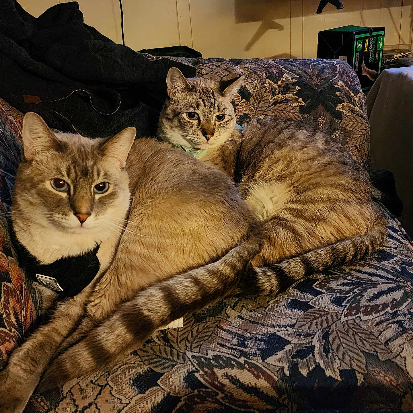Kane And Ocean joined the competition — help win amazing prizes! animal, cat, cats, closeup, companion, couch, cozy, domestic_cat, feline, floral_pattern, fur, household, indoor, pets, relaxing, resting, snuggling, tail, two_animals, warm_lighting
