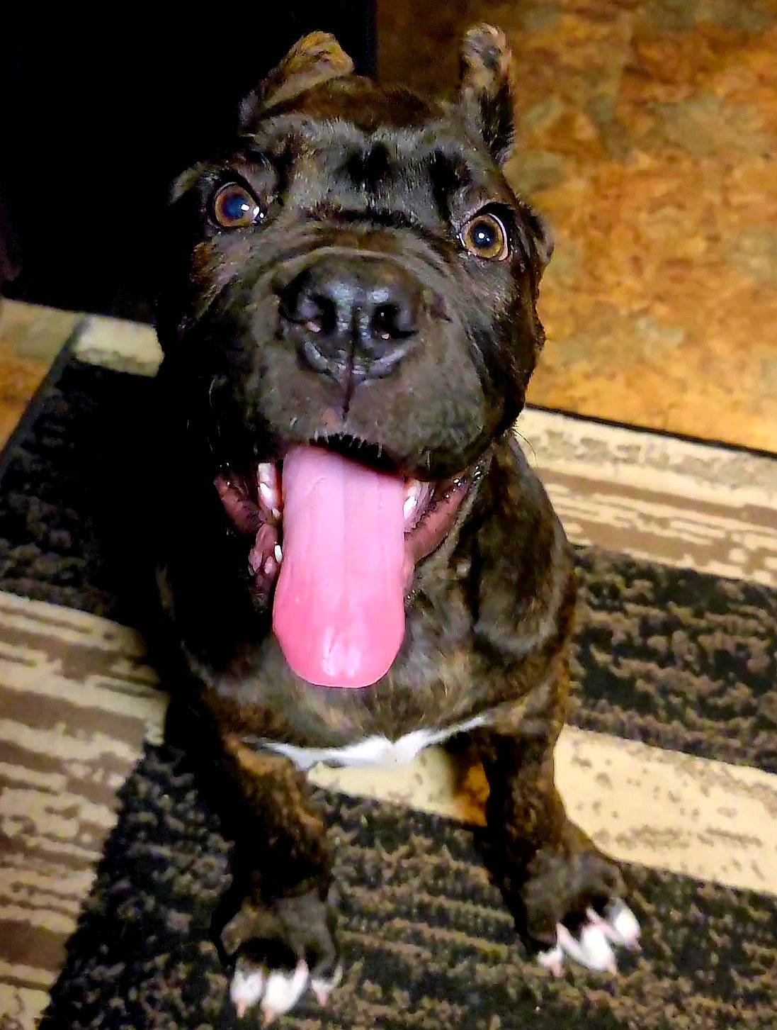 Khaleesi is registered to the contest to win money with this photo: ancient_dog_breeds, canidae, carnivore, companion_dog, dog, dog_breed, dog_collar, fawn, fur, guard_dog, liver, molosser, non_sporting_group, snout, sporting_group, terrestrial_animal, whiskers, working_animal, working_dog, wrinkle