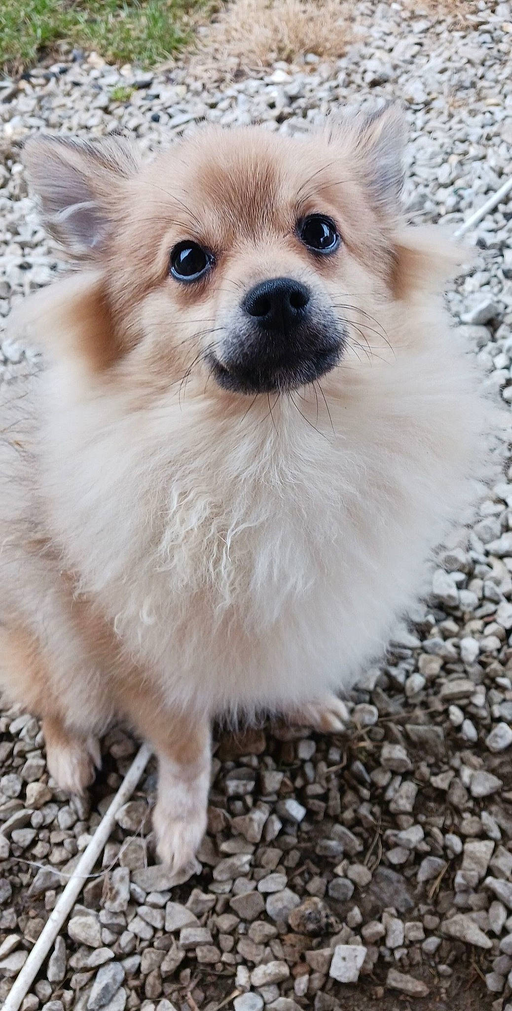 Cooper joined the competition — help win amazing prizes! canidae, carnivore, companion_dog, dog, dog_breed, dog_supply, eye, fawn, fur, german_spitz, german_spitz_klein, iris, snout, spitz, sporting_group, terrestrial_animal, toy_dog, volpino_italiano, whiskers, working_animal