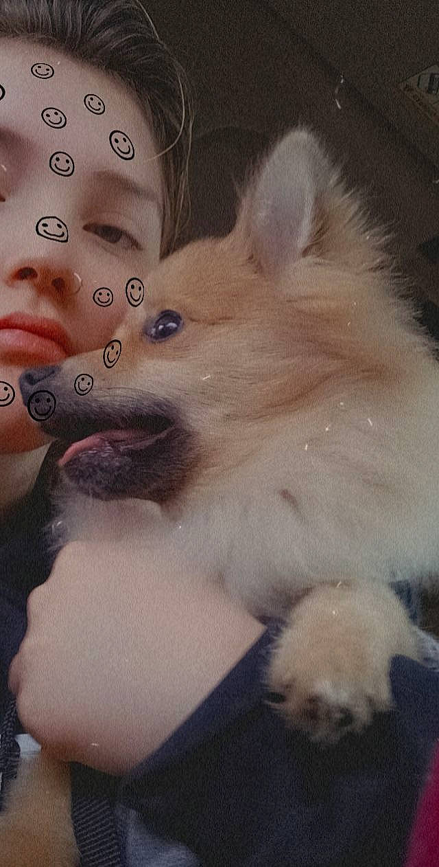 Cooper is registered to the contest to win money with this photo: art, carnivore, cg_artwork, companion_dog, dog_breed, ear, eyebrow, eyelash, fawn, felidae, gesture, happy, head, iris, jaw, neck, nose, small_to_medium_sized_cats, snout, whiskers