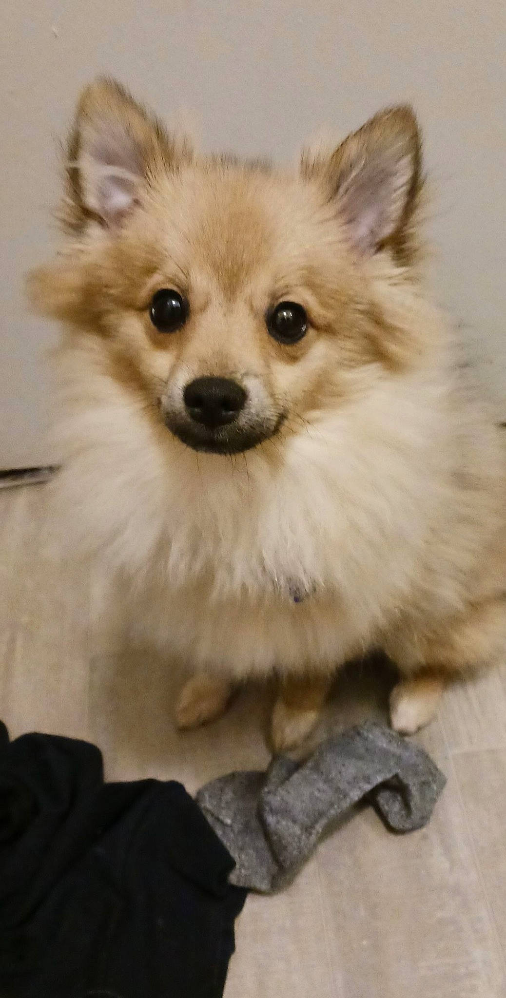 Cooper joined the competition — help win amazing prizes! canidae, carnivore, companion_dog, dog, dog_breed, dog_supply, fawn, fur, german_spitz, german_spitz_klein, german_spitz_mittel, pomeranian, puppy, snout, spitz, sporting_group, toy_dog, volpino_italiano, whiskers, working_animal