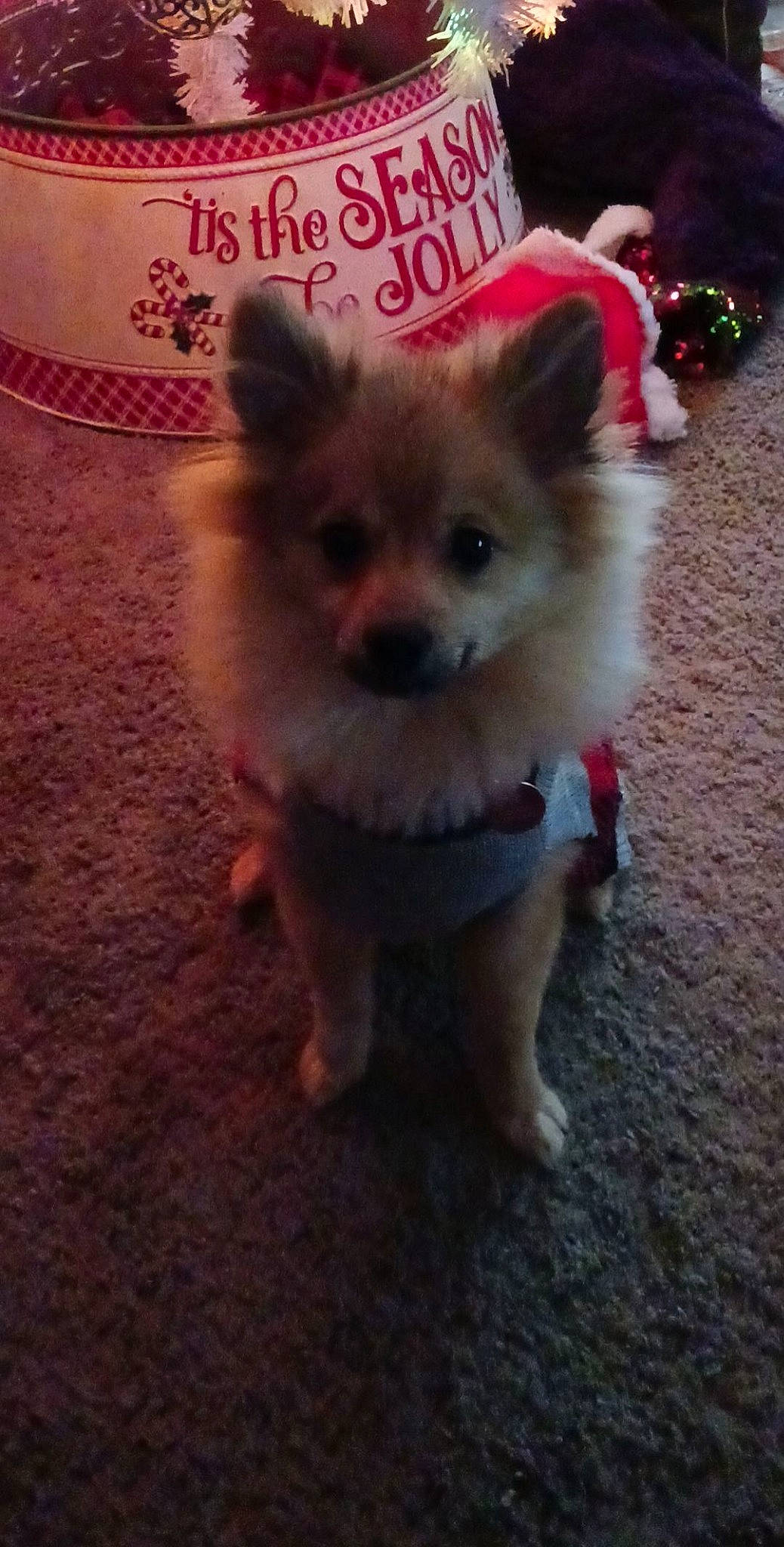 Cooper is registered to the contest to win money with this photo: canidae, carnivore, companion_dog, dog, dog_breed, dog_clothes, dog_supply, fashion_accessory, fawn, fur, german_spitz, german_spitz_klein, pet_supply, puppy, spitz, sporting_group, terrestrial_animal, toy_dog, whiskers, working_animal