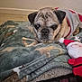 dog, pug, blanket, sweater, plush_toy, indoor, carpet, cozy, festive, stuffed_animal, pet, animal, cute, lying_down, senior_dog, toy, fabric, pattern, resting, companion