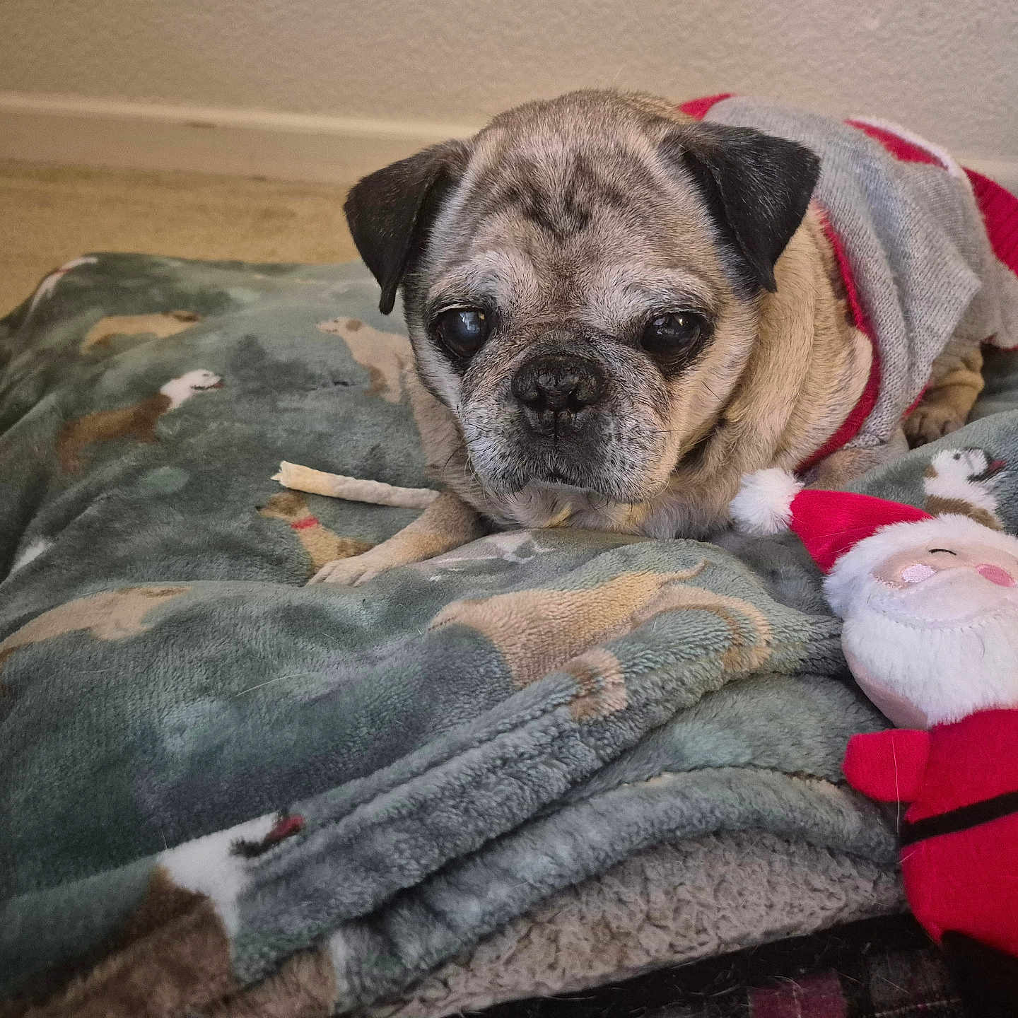 Max is registered to the contest to win money with this photo: animal, blanket, carpet, companion, cozy, cute, dog, fabric, festive, indoor, lying_down, pattern, pet, plush_toy, pug, resting, senior_dog, stuffed_animal, sweater, toy