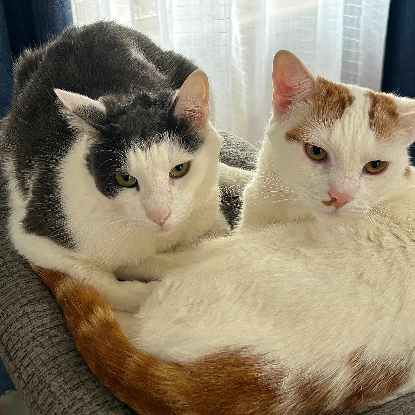 Pumpkin is registered to the contest to win money with this photo: abyssinian, angora, animal, architecture, armchair, blanket, building, cat, chair, couch, cushion, furniture, homedecor, indoors, kitten, manx, person, pet, siamese, sleeping