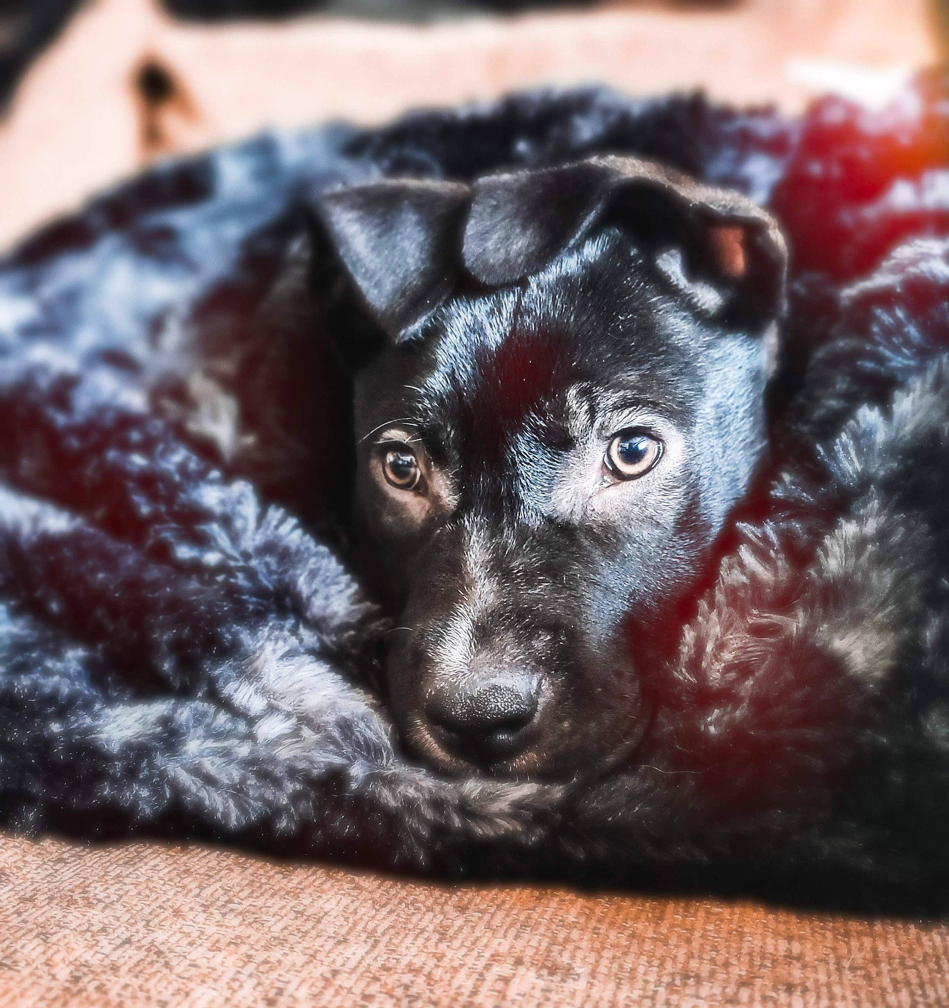 Wile E. Coyote is registered to the contest to win money with this photo: borador, canidae, carnivore, companion_dog, dog, dog_breed, ear, fur, liver, non_sporting_group, pattern, puppy, snout, sporting_group, terrestrial_animal, whiskers, working_animal