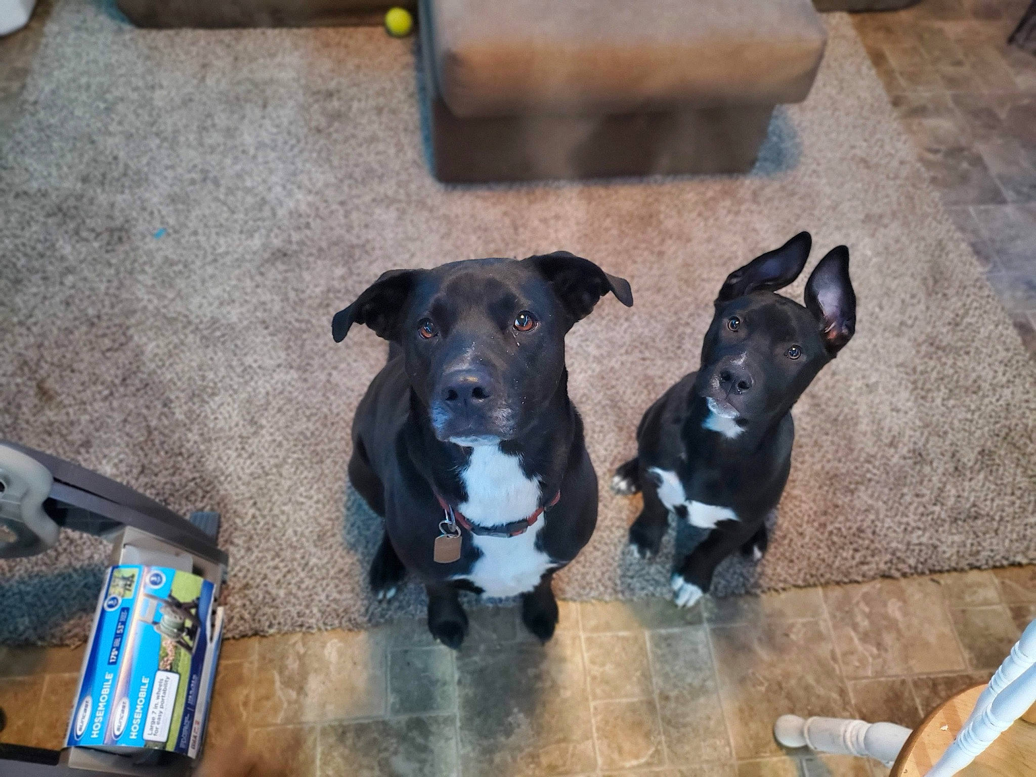 Wile E. Coyote joined the competition — help win amazing prizes! borador, canidae, carnivore, collar, companion_dog, dog, dog_breed, dog_collar, fawn, flooring, guard_dog, hardwood, non_sporting_group, pet_supply, snout, sporting_group, toy_dog, working_animal, working_dog