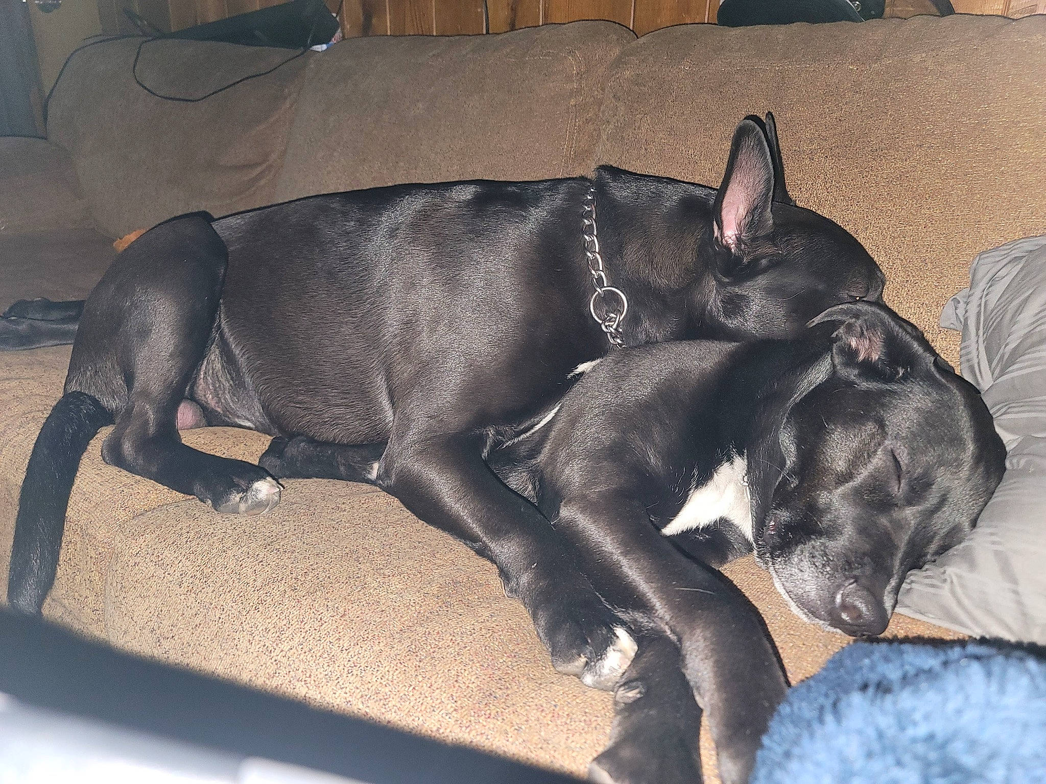 Wile E. Coyote joined the competition — help win amazing prizes! borador, canidae, carnivore, comfort, companion_dog, couch, dog, dog_breed, dog_supply, fur, grey, guard_dog, liver, nap, sporting_group, tail, tints_and_shades, toy_dog, whiskers, working_animal