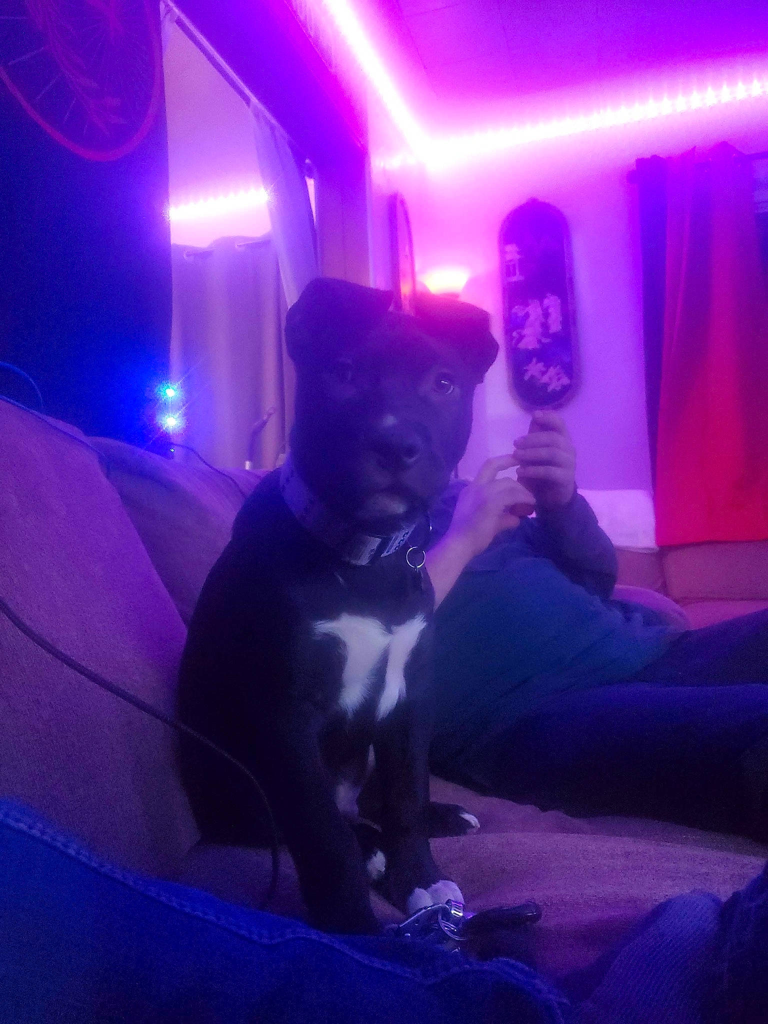 Wile E. Coyote is registered to the contest to win money with this photo: companion_dog, darkness, electric_blue, entertainment, event, formal_wear, fun, hat, magenta, music_venue, performance, performing_arts, pink, plant, purple, room, suit, t_shirt, violet, visual_effect_lighting