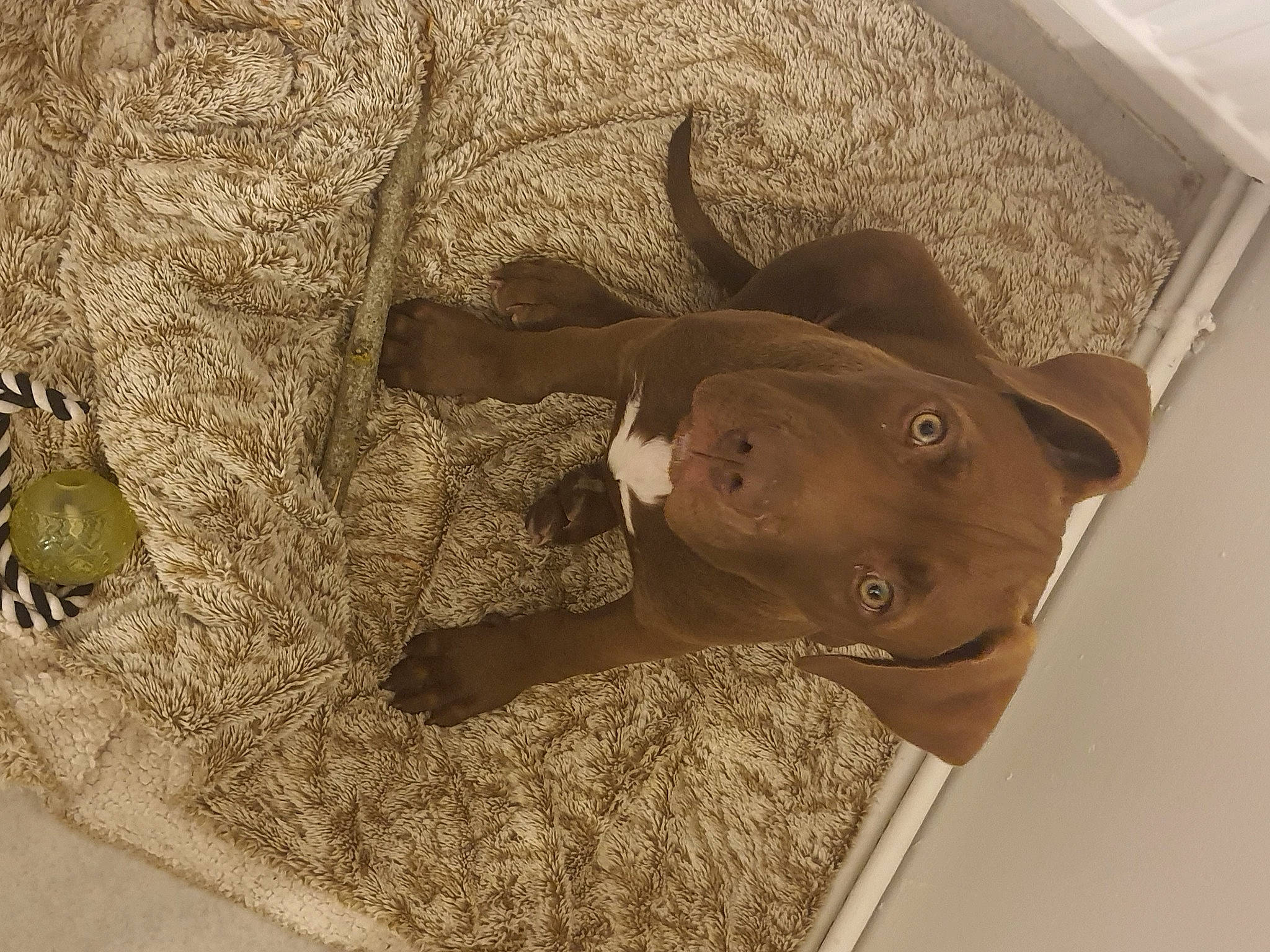 Khailsy a rejoint le concours — aidez-le/la à gagner de superbes lots ! canidae, carnivore, dog, dog_breed, fawn, pointing_breed, sporting_group, weimaraner