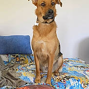 Stella participe au concours pour gagner de l'argent avec cette photo : dog, bed, pillow, blanket, indoor, pet, sitting, brown_dog, collar, fur, ears, floor, comfort, home, animal, looking, canine, resting, furniture, quiet