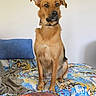 dog, bed, pillow, blanket, indoor, pet, sitting, brown_dog, collar, fur, ears, floor, comfort, home, animal, looking, canine, resting, furniture, quiet