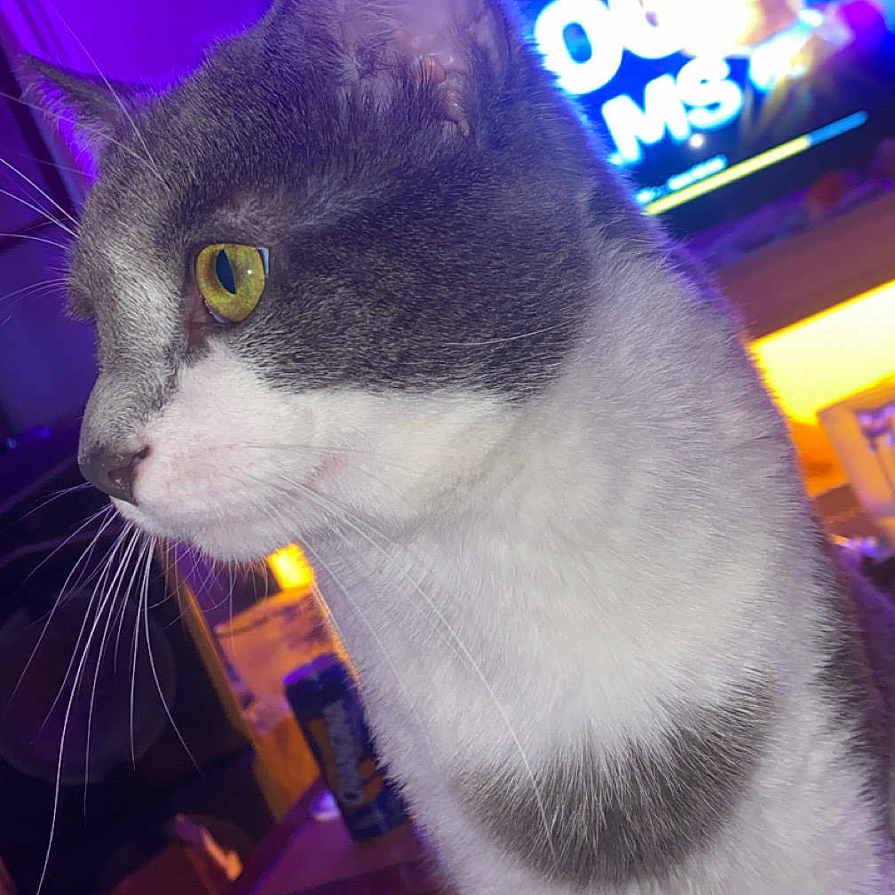 Arthur a rejoint le concours — aidez-le/la à gagner de superbes lots ! blurred_background, can, cat, close_up, colorful, cozy, domestic_animal, feline, gray_and_white, indoor, living_room, neon_lights, night, pet, purple_light, side_profile, table, television, whiskers, yellow_eyes