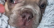 Rose is registered to the contest to win money with this photo: animal, close_up, comfort, cozy, cute, dog, domestic_animal, face, fluffy_blanket, fur, hand, nose, petting, puppy, resting, sleepy, snuggle, soft_texture, warm, young