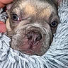 Rose is registered to the contest to win money with this photo: puppy, dog, close_up, fluffy_blanket, hand, petting, sleepy, cute, fur, nose, face, cozy, soft_texture, animal, domestic_animal, young, resting, snuggle, warm, comfort