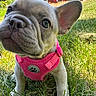 dog, puppy, french_bulldog, pink_harness, grass, outdoor, pet, close_up, cute, animal, ears, nose, young, small_dog, sunlight, nature, greenery, house, yard, daytime