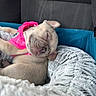 Rose is registered to the contest to win money with this photo: puppy, dog, sleeping, pink_harness, blanket, car_seat, cozy, fur, cute, pet, animal, resting, small_dog, canine, relaxed, indoors, soft_texture, young_dog, adorable, comfort