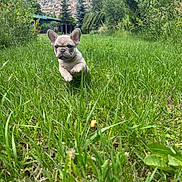 Rose is registered to the contest to win money with this photo: puppy, dog, french_bulldog, grass, greenery, outdoor, nature, mountain, sky, trees, running, playful, young_dog, field, summer, sunlight, animal, cute, pet, landscape