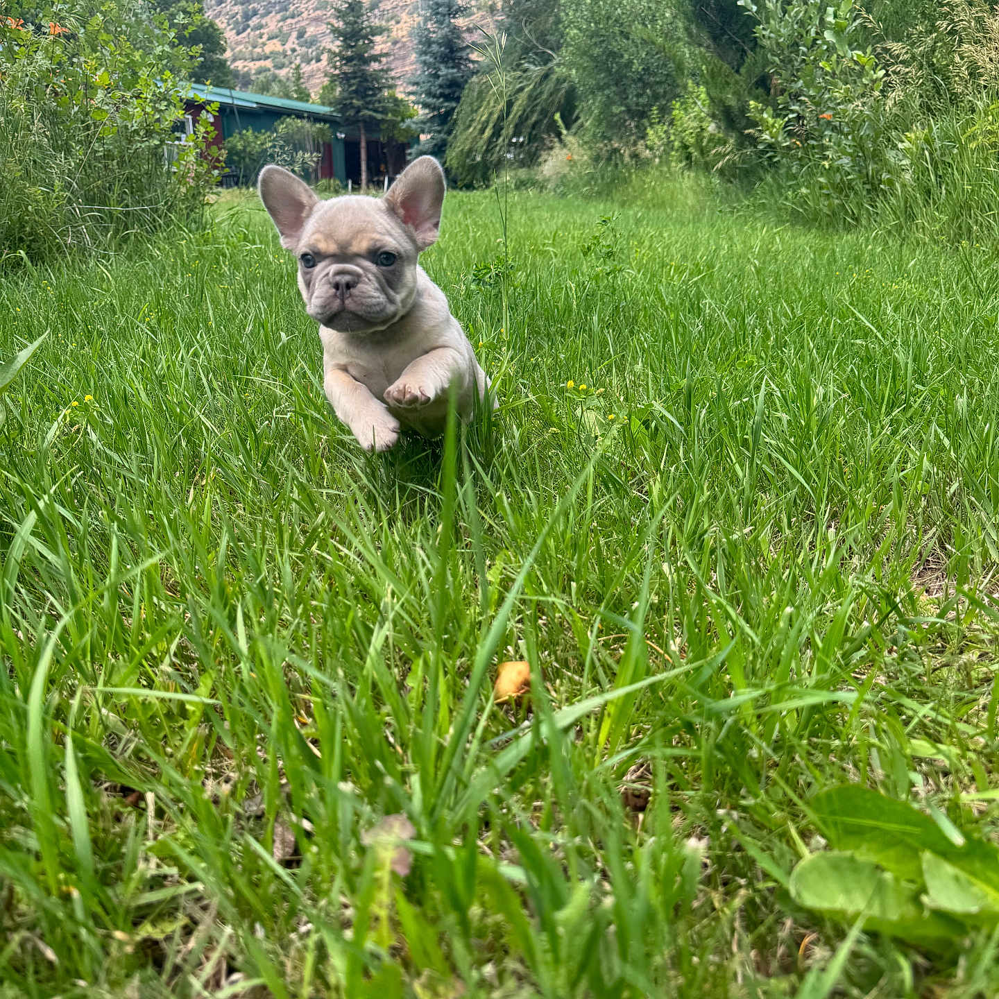 Rose is registered to the contest to win money with this photo: puppy, dog, french_bulldog, grass, greenery, outdoor, nature, mountain, sky, trees, running, playful, young_dog, field, summer, sunlight, animal, cute, pet, landscape