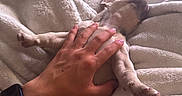 Rose joined the competition — help win amazing prizes! puppy, dog, hand, blanket, white, cozy, sleeping, relaxation, paw, furry, cute, pet, indoor, soft, comfort, nap, resting, warm, fur, companion