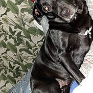 Naya a rejoint le concours — aidez-le/la à gagner de superbes lots ! dog, black_dog, pet, indoor, bed, blanket, pillow, wallpaper, leaf_pattern, furniture, animal, canine, resting, looking, curious, domestic, fur, ears, eyes, nose