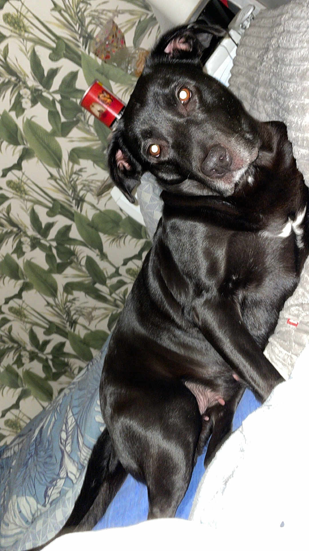 Naya a rejoint le concours — aidez-le/la à gagner de superbes lots ! dog, black_dog, pet, indoor, bed, blanket, pillow, wallpaper, leaf_pattern, furniture, animal, canine, resting, looking, curious, domestic, fur, ears, eyes, nose