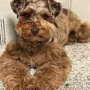 Barkley is registered to the contest to win money with this photo: dog, fluffy, brown_fur, pet, indoor, countertop, resting, closeup, portrait, animal, furry, mammal, companion, cute, domestic, relaxed, face, paws, curious, calm