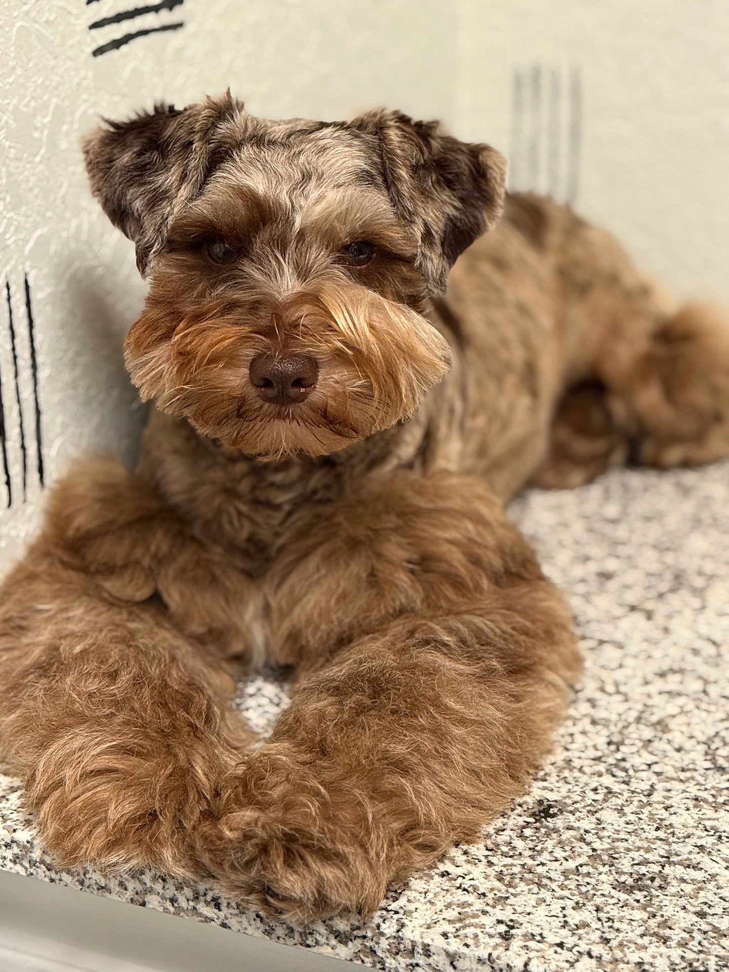 Barkley is registered to the contest to win money with this photo: dog, fluffy, brown_fur, pet, indoor, countertop, resting, closeup, portrait, animal, furry, mammal, companion, cute, domestic, relaxed, face, paws, curious, calm